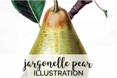 Fruit - Jargonelle Pear Vintage Clipart Graphics