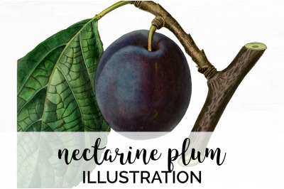 Plum Clipart Fruit