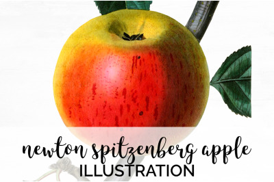 Apple Fruit Clipart