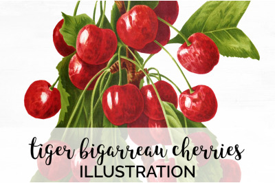 Cherry Fruit Clipart Cherries