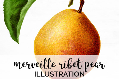 Pear Fruit Clipart