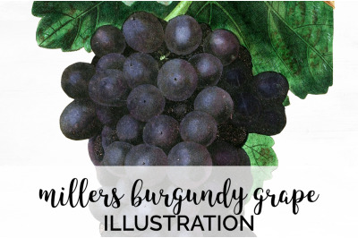 Grapes Clipart Fruit