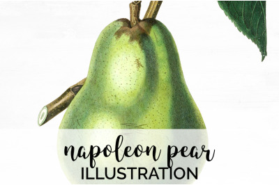 Pear Fruit Clipart