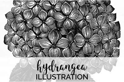 Hydrangea Black and White Clipart