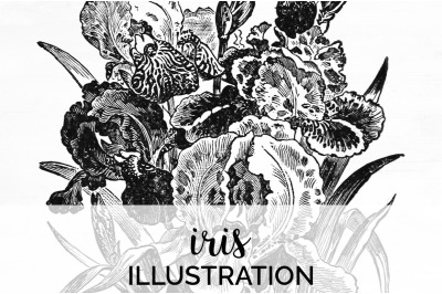 Iris Black and White Clipart