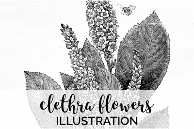 Flowers Black and White Clipart