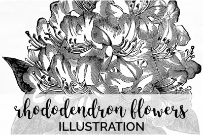 Rhododendron Black and White Clipart