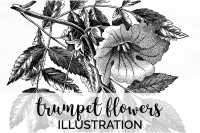 Flowers Black and White Clipart