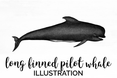 Whale Pilot Clipart