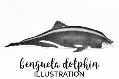 Dolphin Clipart Benguela Dolphin