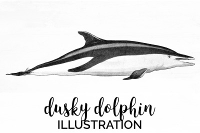 Dolphin Clipart Dusky Dolphin