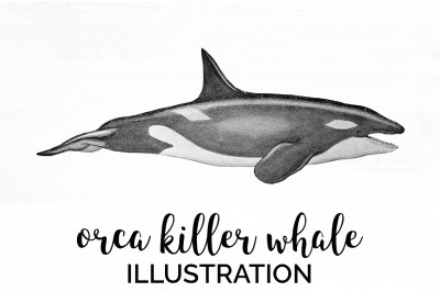 Whale Orca Killer Clipart