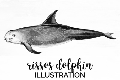 Dolphin Clipart Rissos Dolphin