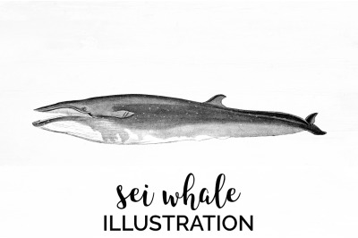 Whale Sei Clipart