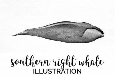 Whale Southern RIght Clipart