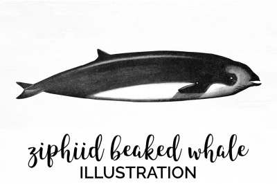 Whale Beaked Clipart