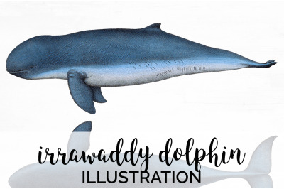 Dolphin Clipart Irrawaddy Dolphin