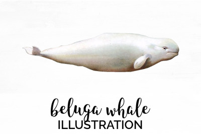 Whale Beluga Clipart