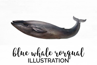 Whale Blue Clipart