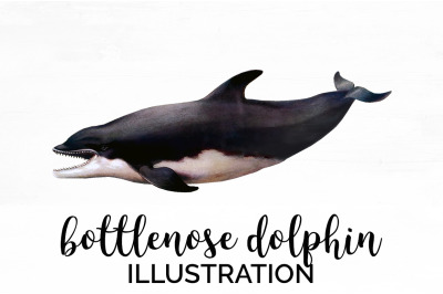 Dolphin Clipart Bottlenose Dolphin