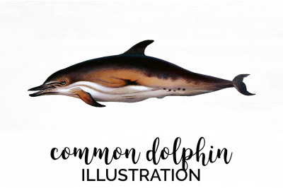 Dolphin Clipart Common Dolphin