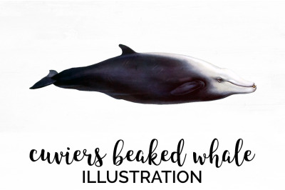 Whale Beaked Clipart