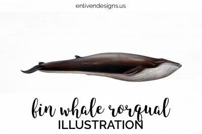 Whale Fin Clipart