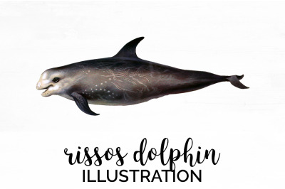 Dolphin Clipart Rissos Dolphin