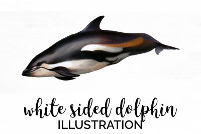 Dolphin Clipart White Sided Dolphin