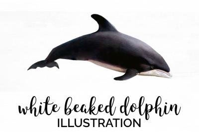 Dolphin Clipart White Beaked Dolphin