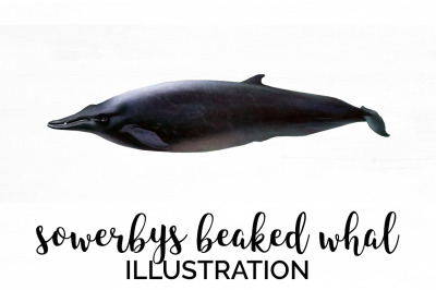 Whale Beaked Clipart