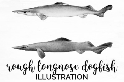 Shark Clipart Dogfish Shark