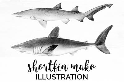 Shark Clipart Mako Shark