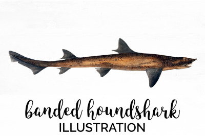 Shark Clipart Banded Houndshark Shark