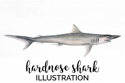 Shark Clipart Hardnose Shark