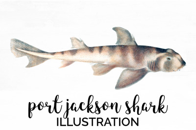 Shark Clipart Port Jackson Shark