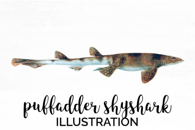 Shark Clipart Puffadder Shyshark Shark