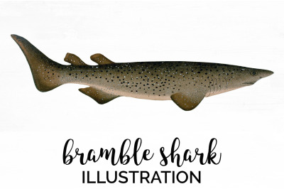 Shark Clipart Bramble Shark