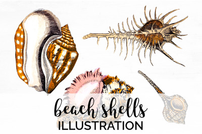 Shells Clipart - Beach Shells Vintage