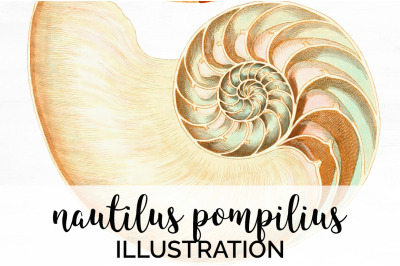 Shell Clipart Clipart - Nautilus Pompilius Vintage