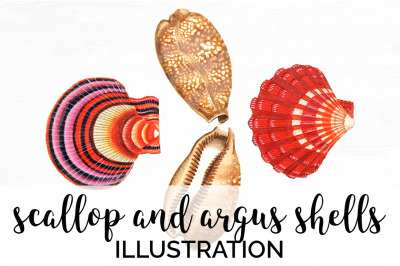 Shells Clipart