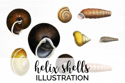 Shells Clipart