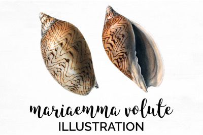 Shells Clipart