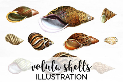 Shells Clipart