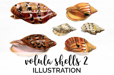 Shells Clipart