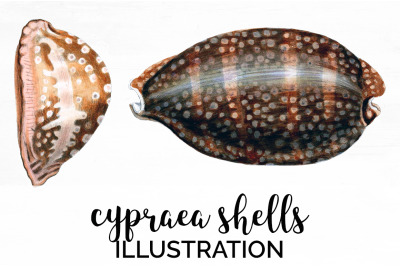 Shells Clipart