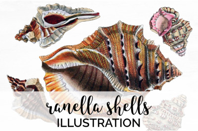 Shells Clipart