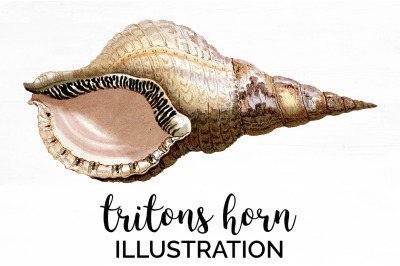 Shells Clipart