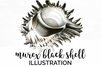 Shells Clipart