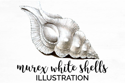 Shells Clipart